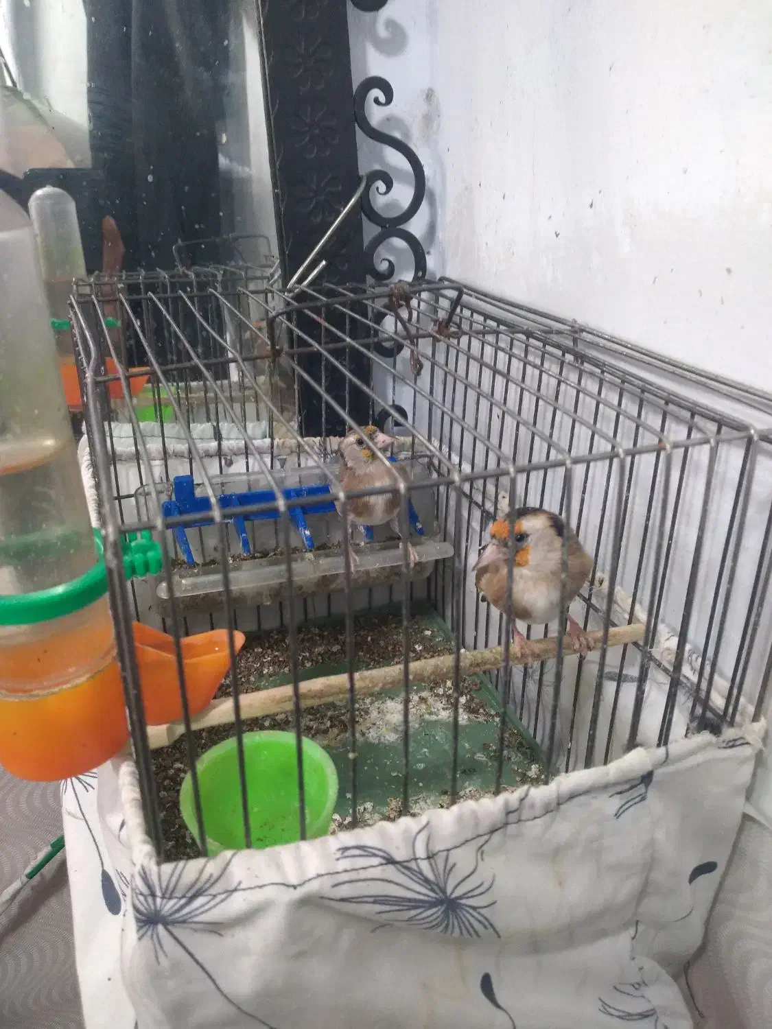 جوجه سهره نر|پرنده|تهران, گلاب دره|دیوار