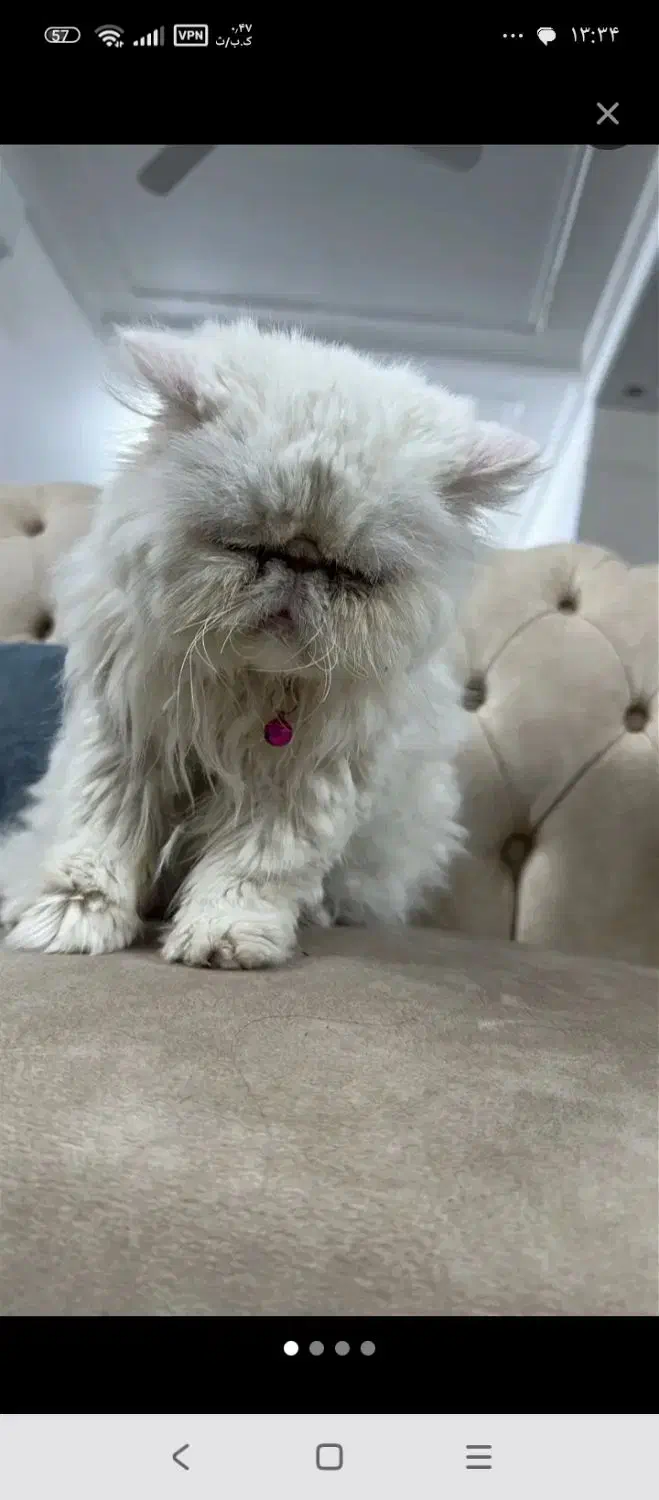 گربه پرشین|گربه|تفت, |دیوار