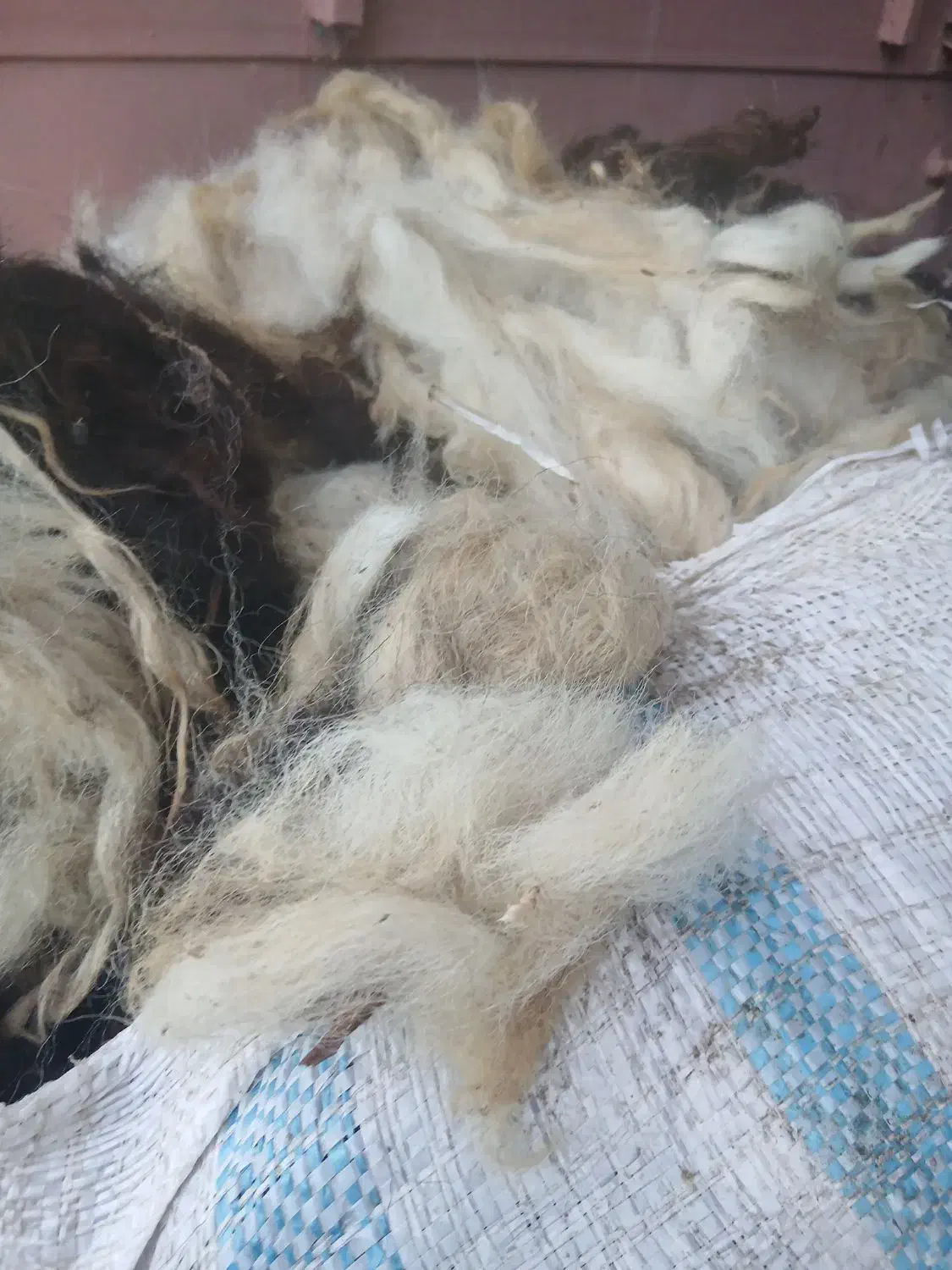 پشم گوسفندی پاییزه اعلا|عمدهفروشی|سنگر, |دیوار
