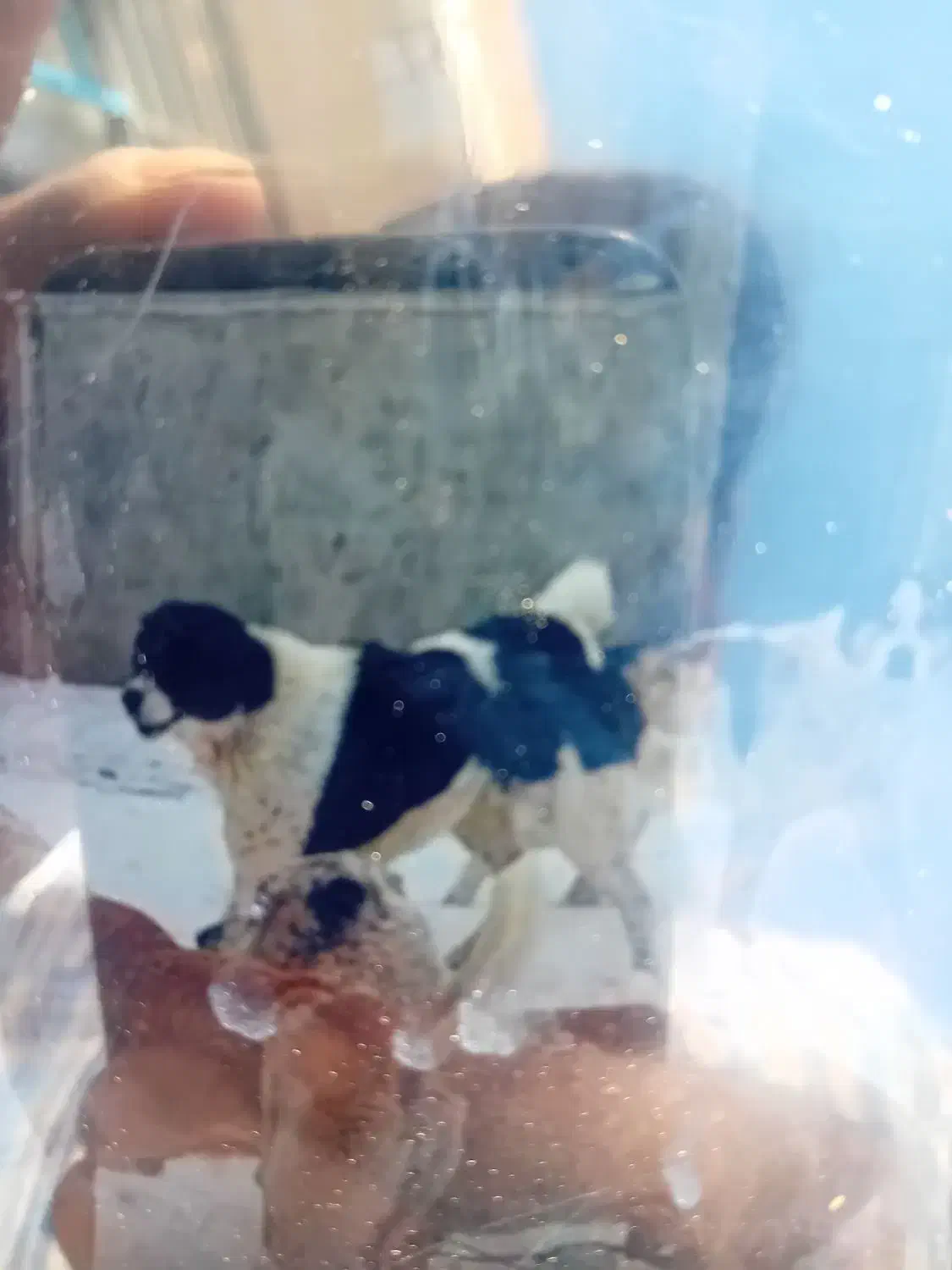 باسلام این حیون سیاه سفید گم شده حدود ۴۰ روز پیش|حیوانات|قوچان, |دیوار