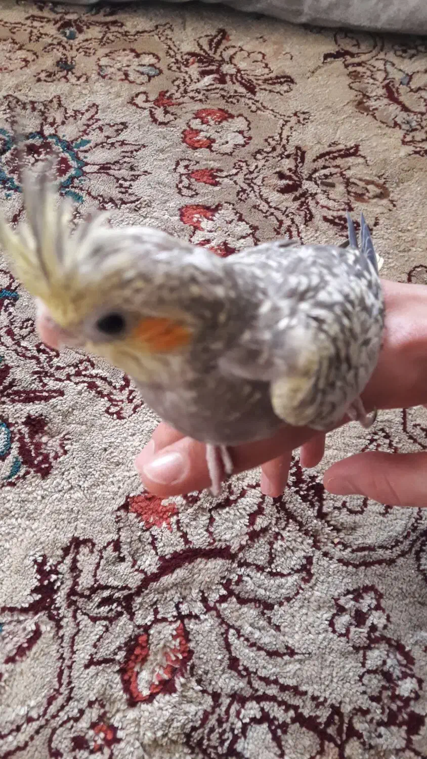 جوجه|پرنده|قم, پامنار|دیوار