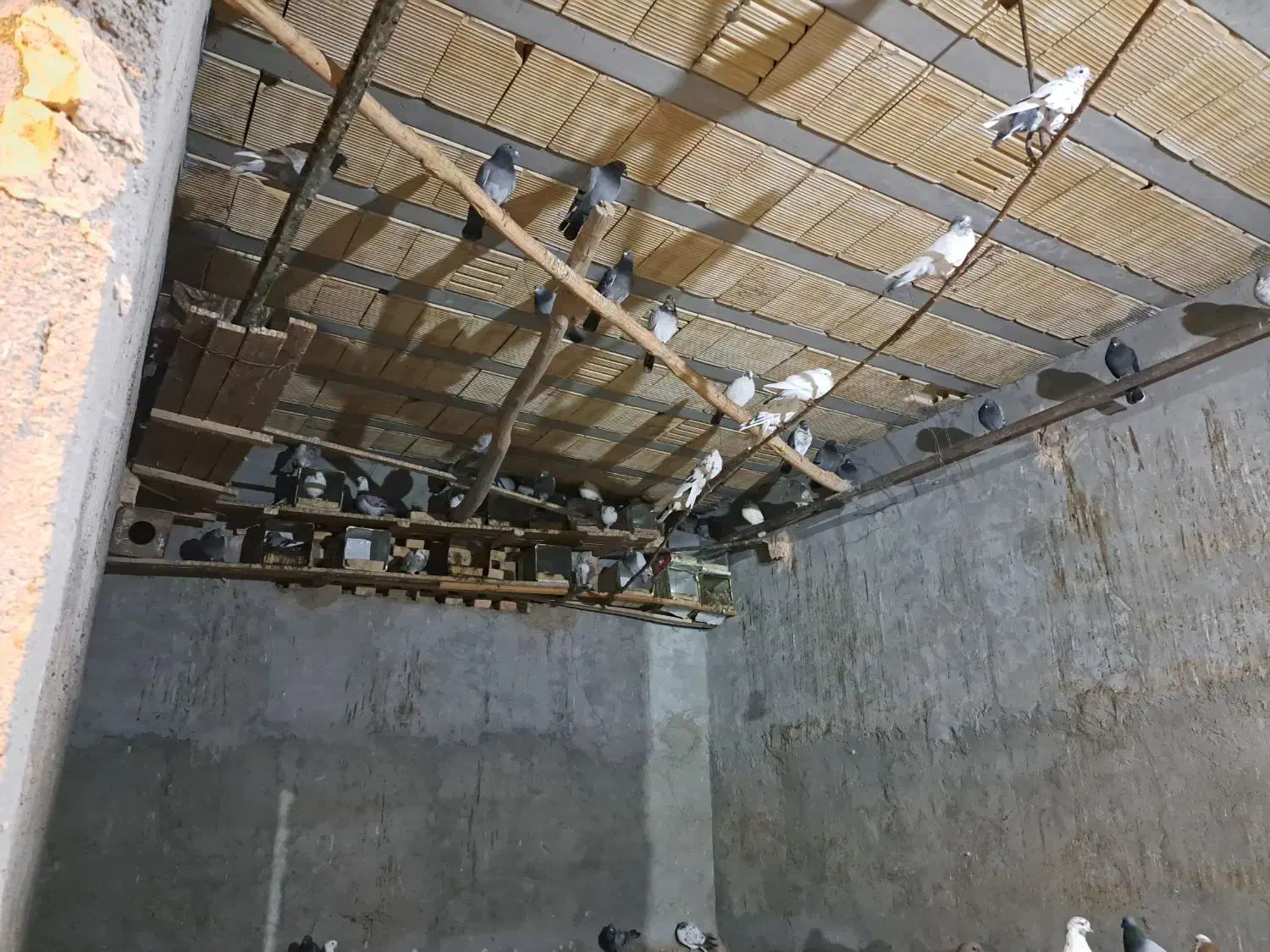 کفتر پرشی زاجر|پرنده|اشکذر, |دیوار