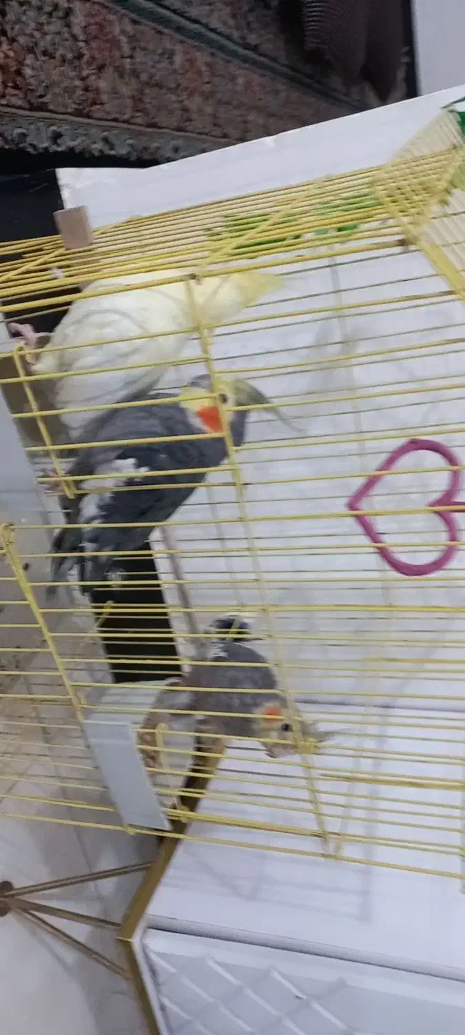 عروس هلندی ومرغ عشق|پرنده|نورآباد, |دیوار