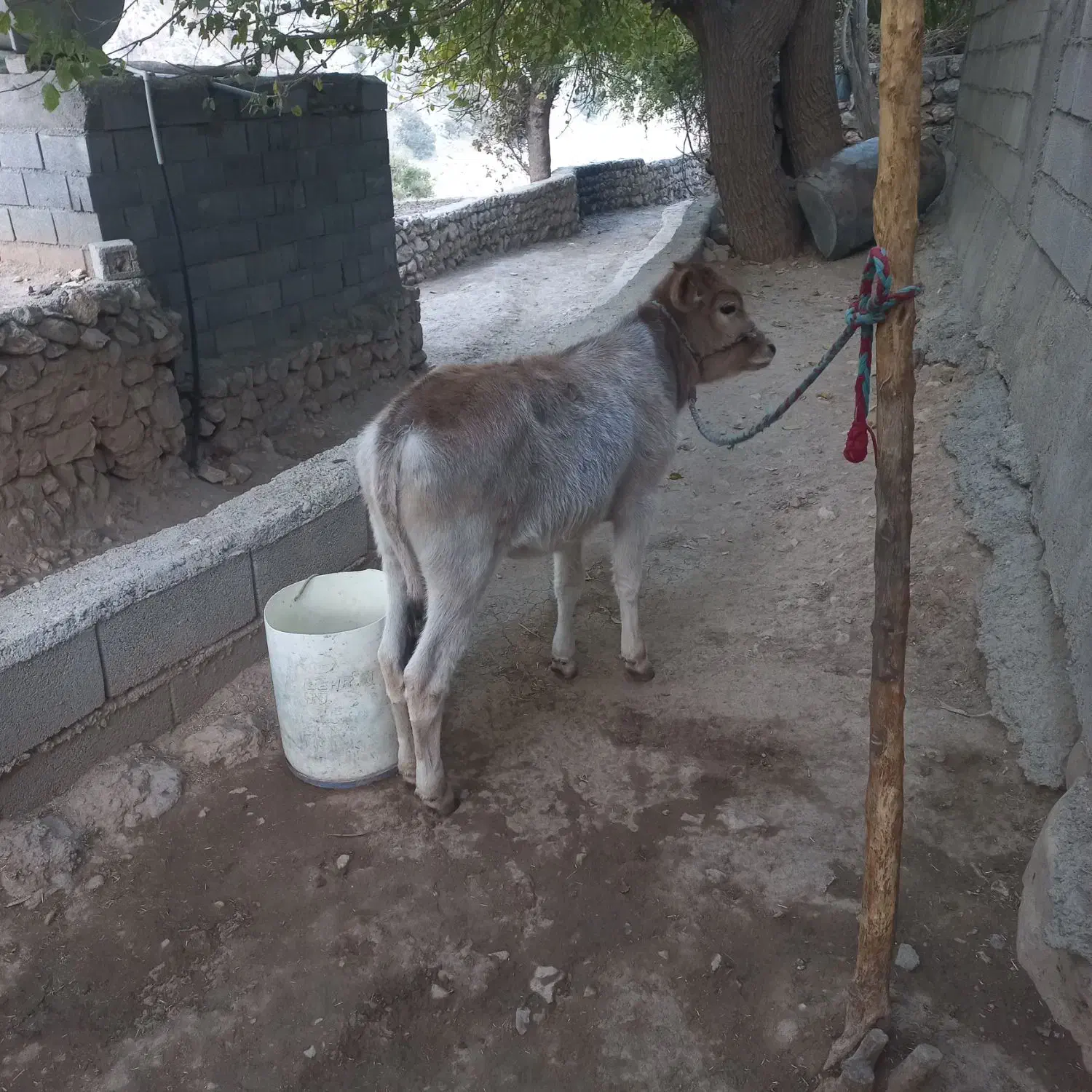 گاو و گوساله|حیوانات مزرعه|ایذه, |دیوار