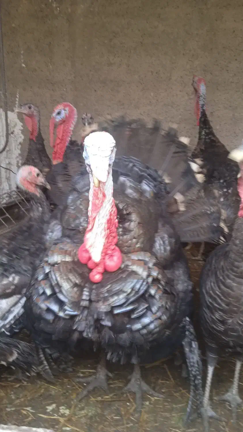 بوقلمون نر|حیوانات مزرعه|مشهد, شهید قربانی|دیوار