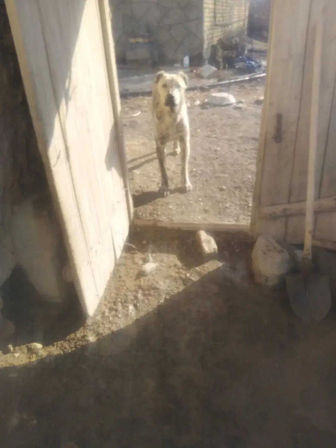 سگ عالی|سگ|چناران, |دیوار