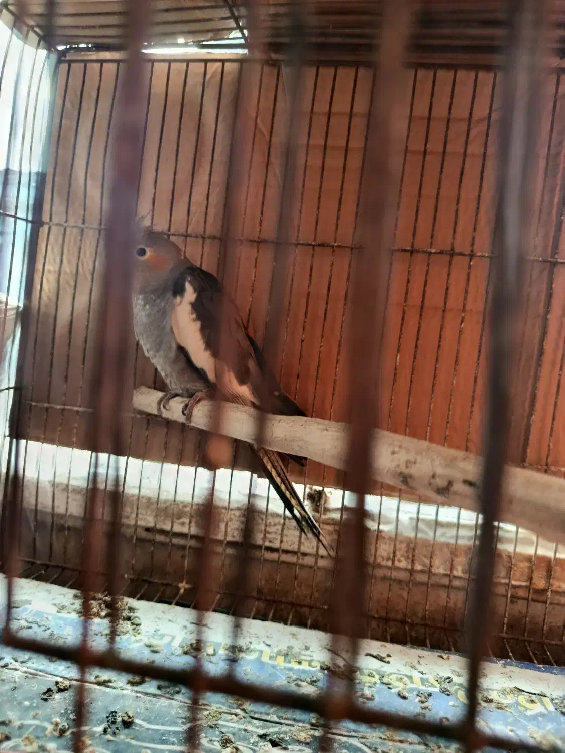 عروس هلندی جوان|پرنده|رودسر, |دیوار