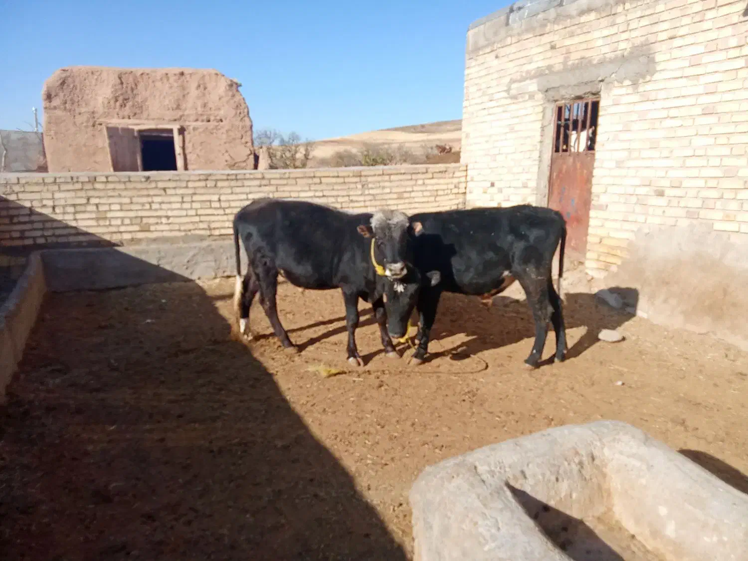 دوتا گوساله نر ویک ماده|حیوانات مزرعه|ایجرود, |دیوار