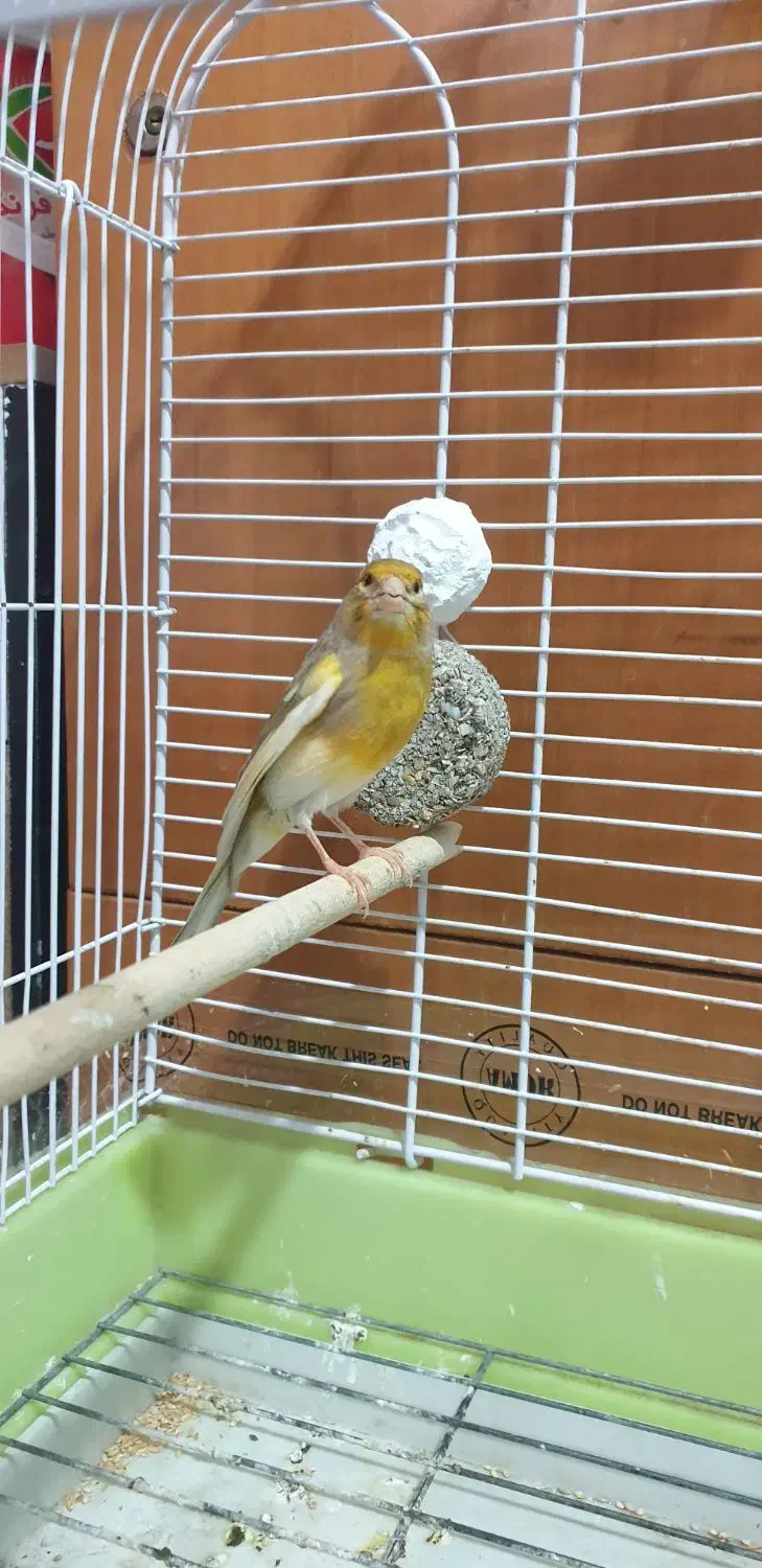 فروش یا معاوضه قناری ماده رسمی آماده جوان|پرنده|بندرعباس, |دیوار