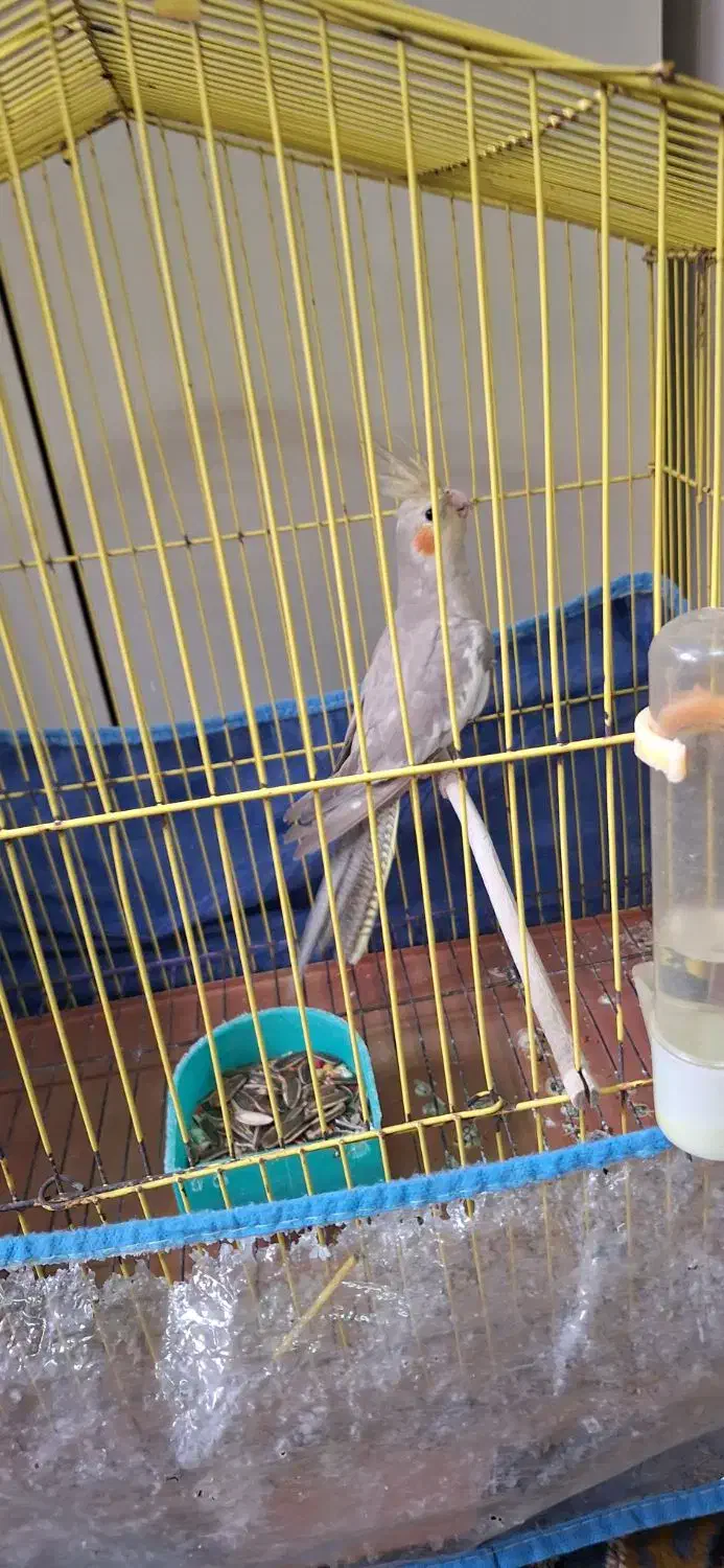 عروس هلندی|پرنده|بندرعباس, |دیوار