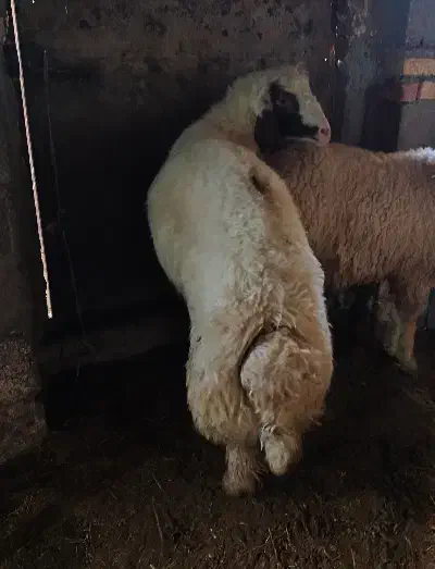 بره قوچ سنجابی|حیوانات مزرعه|کرمانشاه, |دیوار