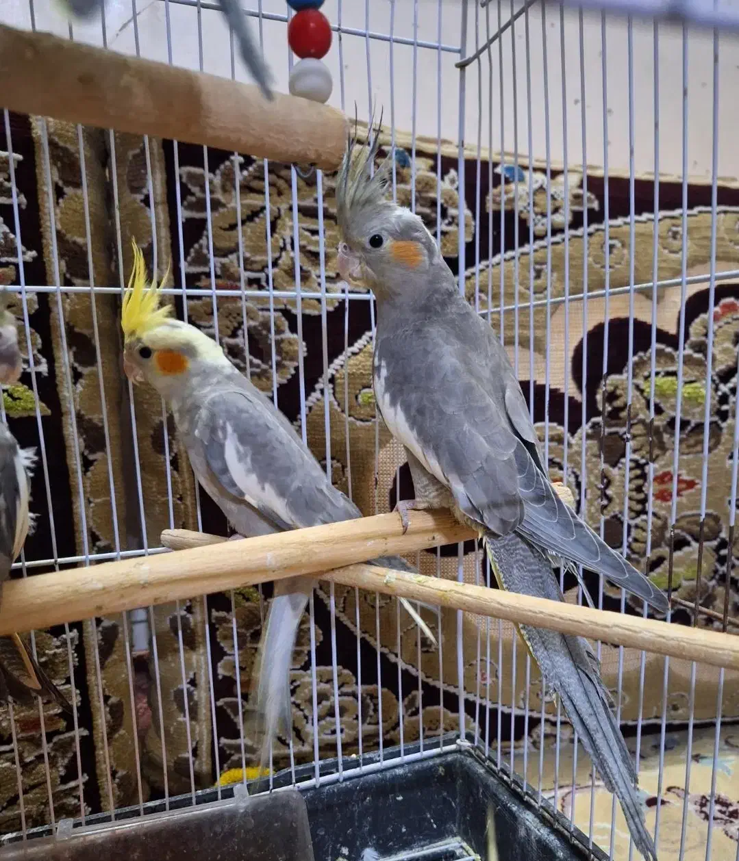 عروس هلندی|پرنده|مشهد, رضاییه|دیوار