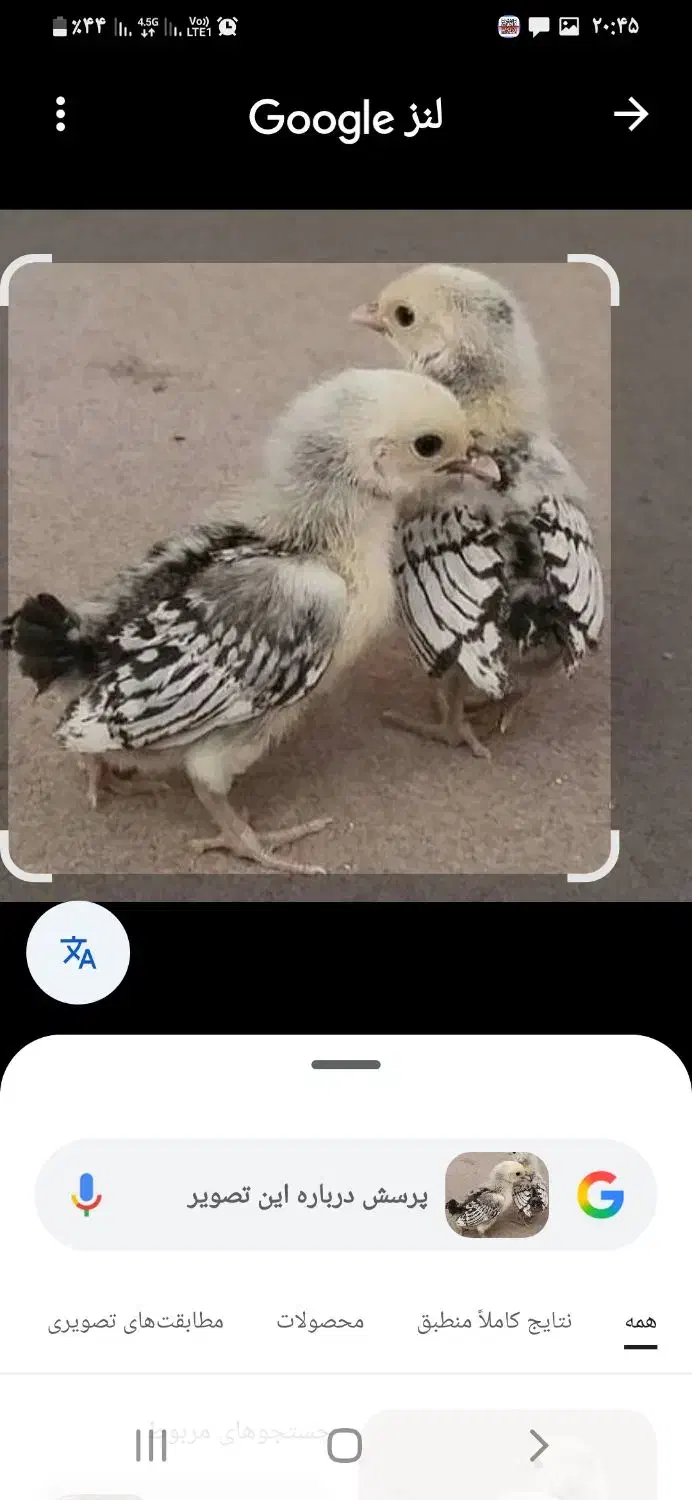 جوجه های زینتی وتخم مرغ های زینتی نطفه دار|حیوانات مزرعه|لاهیجان, گلستان|دیوار