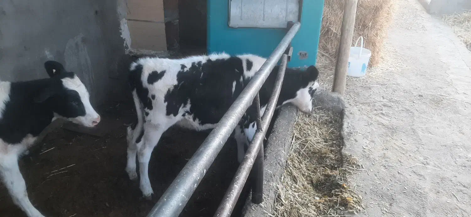 گاو وگوساله|حیوانات مزرعه|برخوار, |دیوار