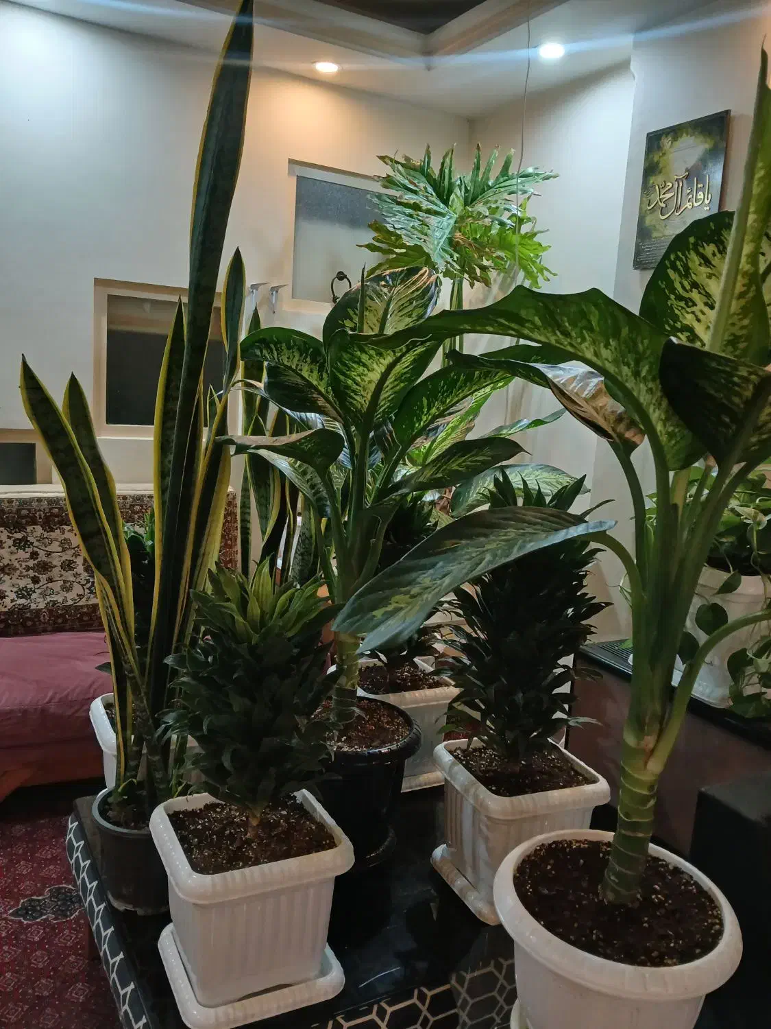 گلهای اپارتمانی سالم به قیمت مناسب|گل و گیاه طبیعی|تهران, دهقان|دیوار