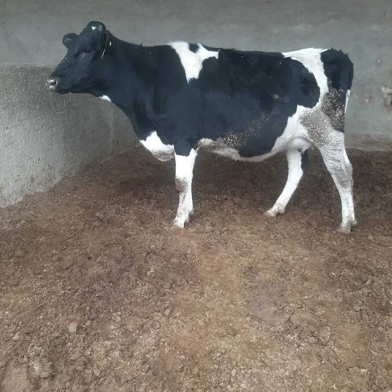 گاو تلیسه|حیوانات مزرعه|مرودشت, رودبال|دیوار