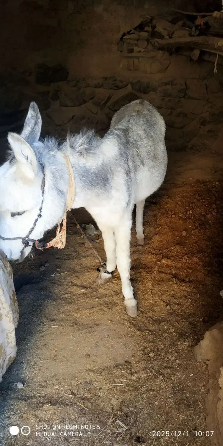 فروش خر الاغ|حیوانات مزرعه|مود, |دیوار