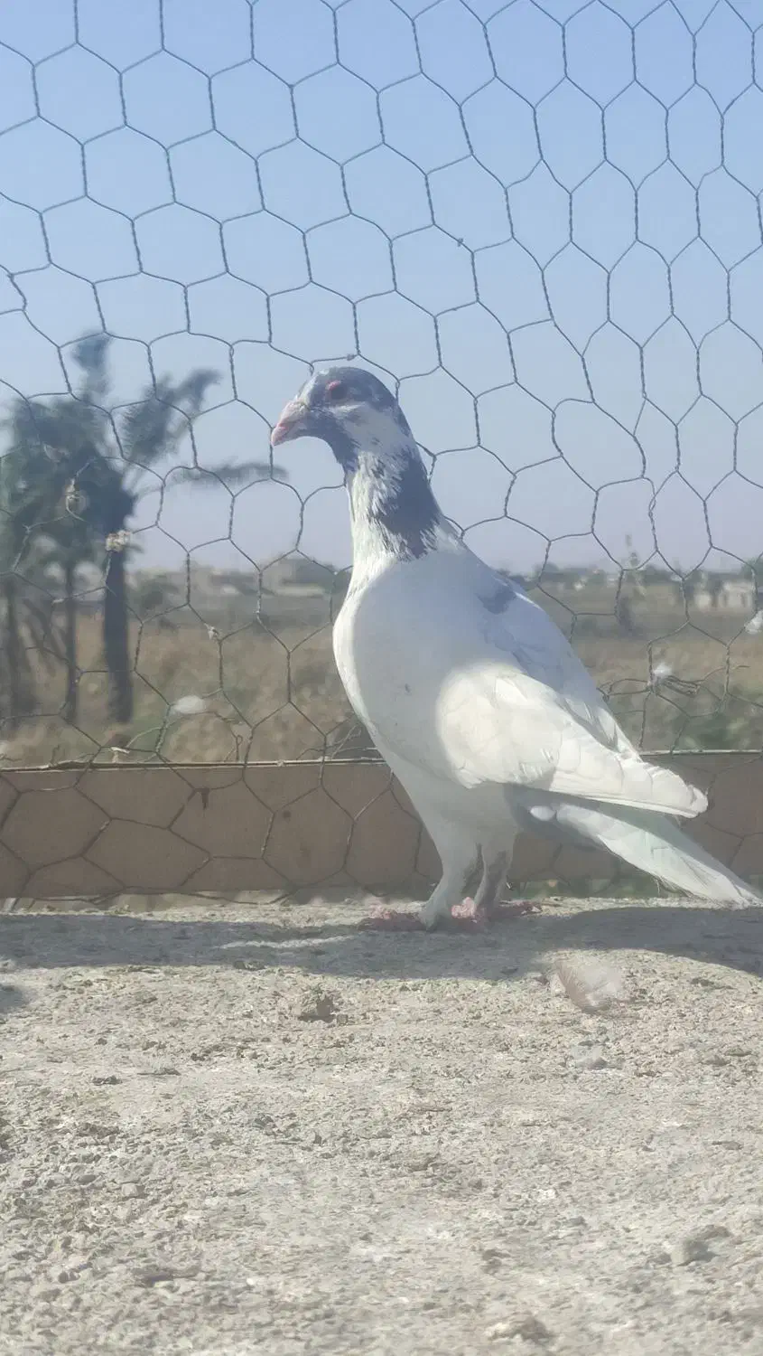 دورگ|حیوانات|آبادان, |دیوار