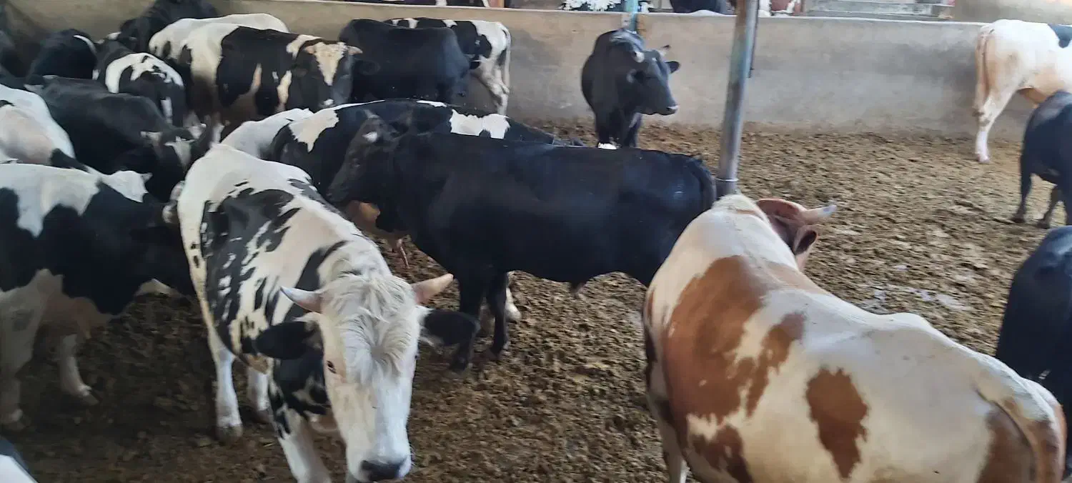 گاو|حیوانات مزرعه|بهبهان, |دیوار