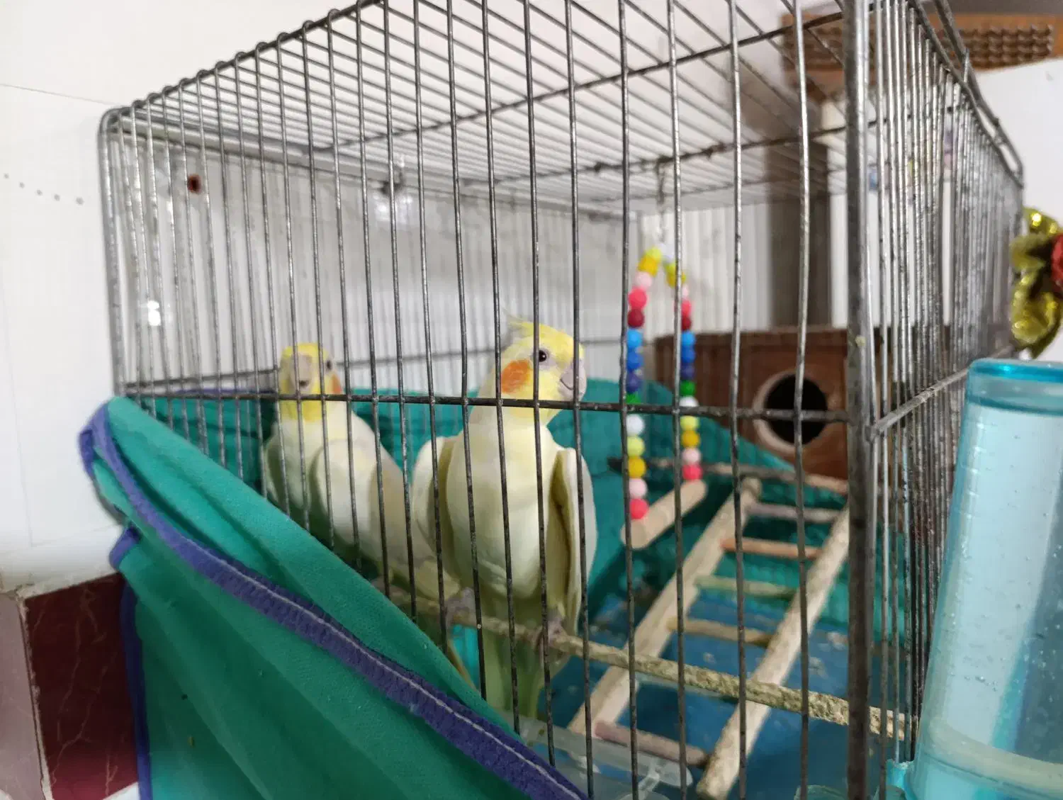 عروس هلندی|پرنده|خرمدره, |دیوار