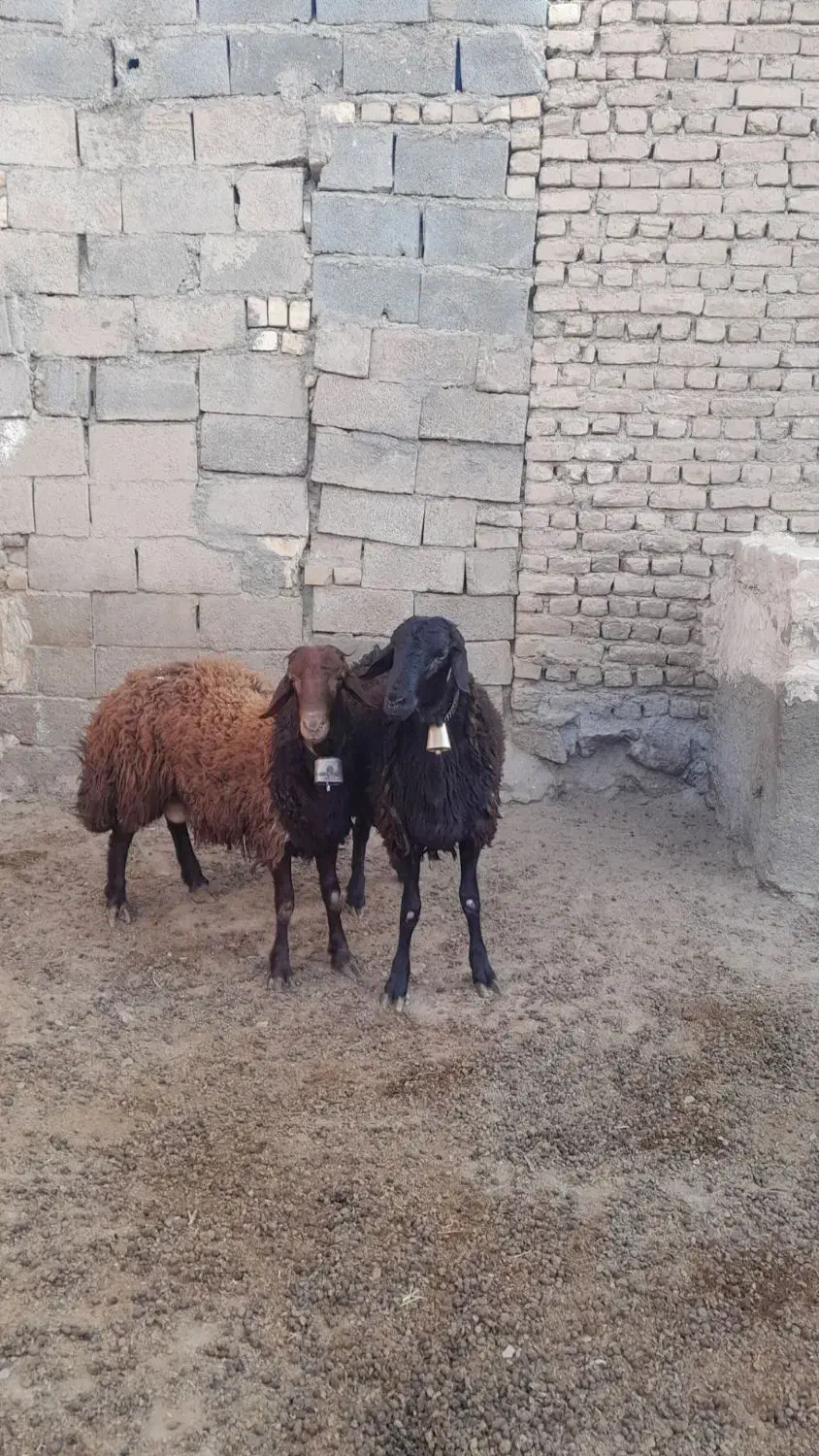 بره نر،گوسفند،میش|حیوانات مزرعه|اسحاق آباد, |دیوار