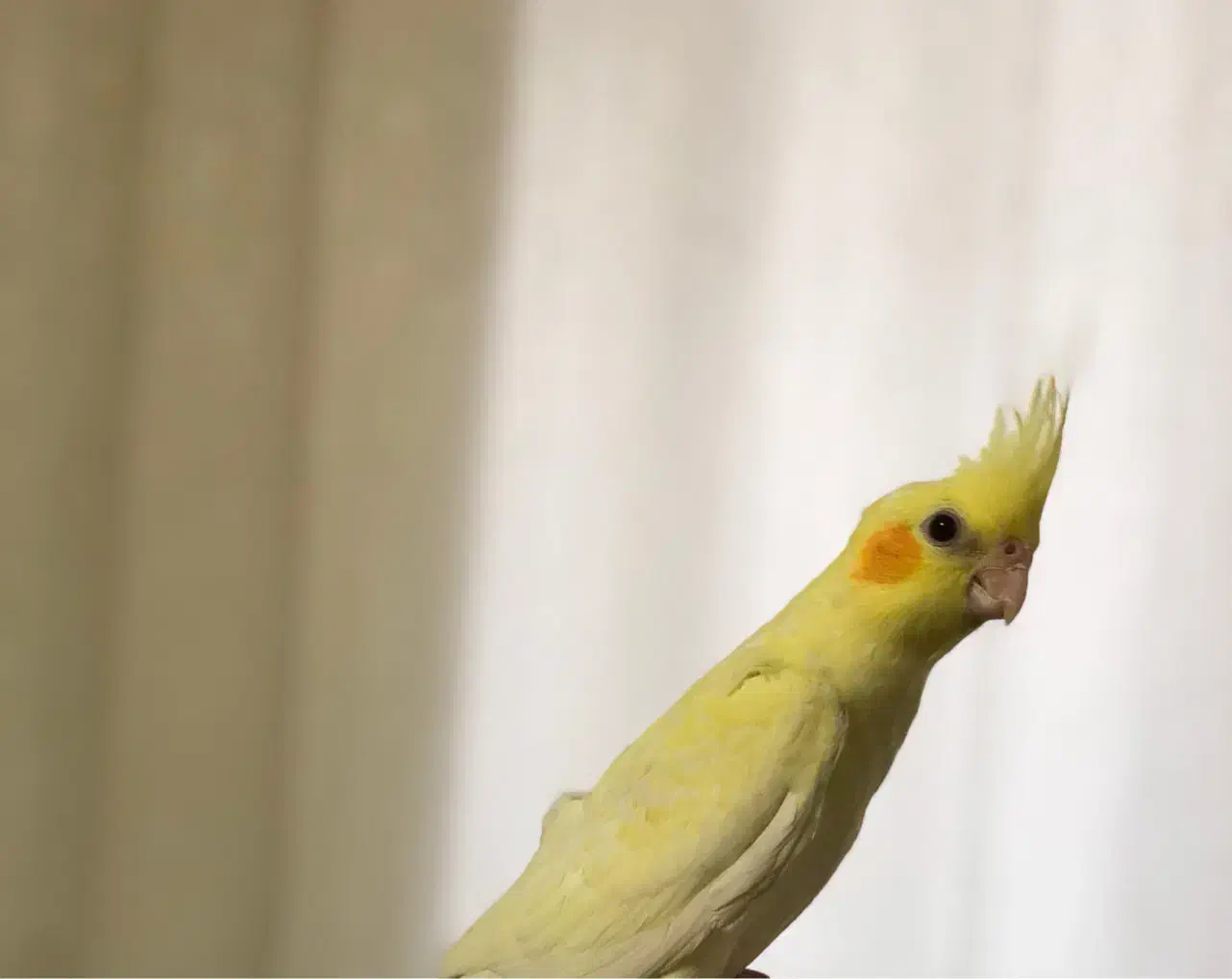 عروس هلندی سه ماهه|پرنده|بهارستان, |دیوار