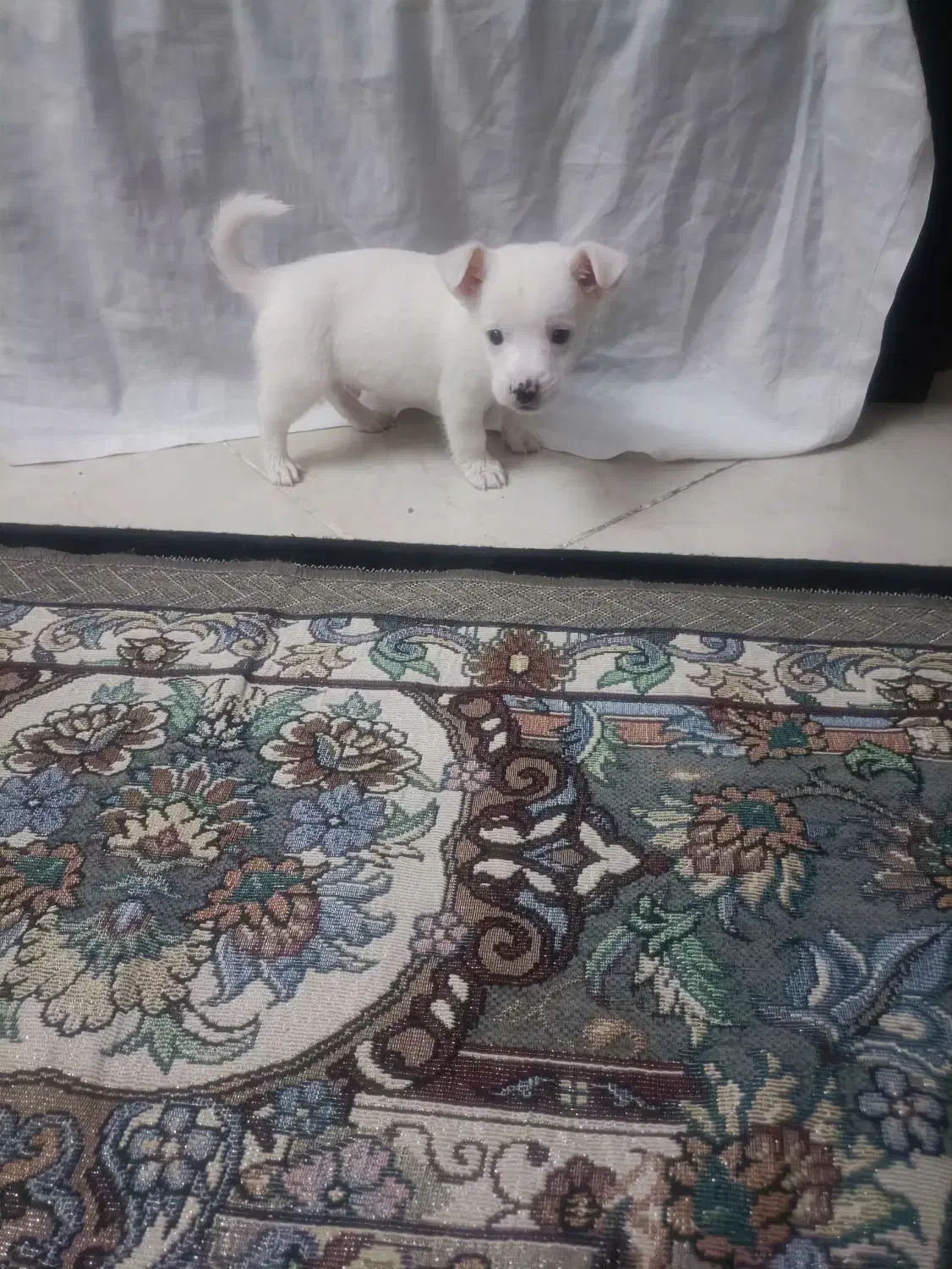 سگ اسپیتز|سگ|تهران, خاک سفید|دیوار