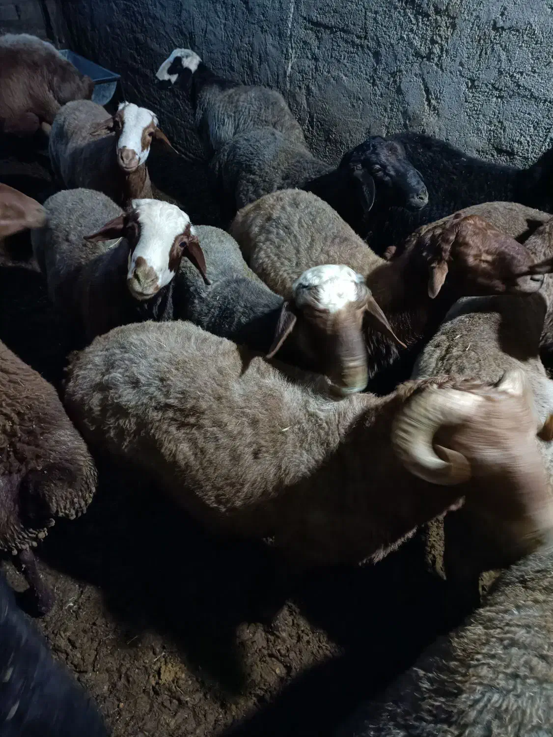 گوسفند نر پرواری|حیوانات مزرعه|سنقر, |دیوار