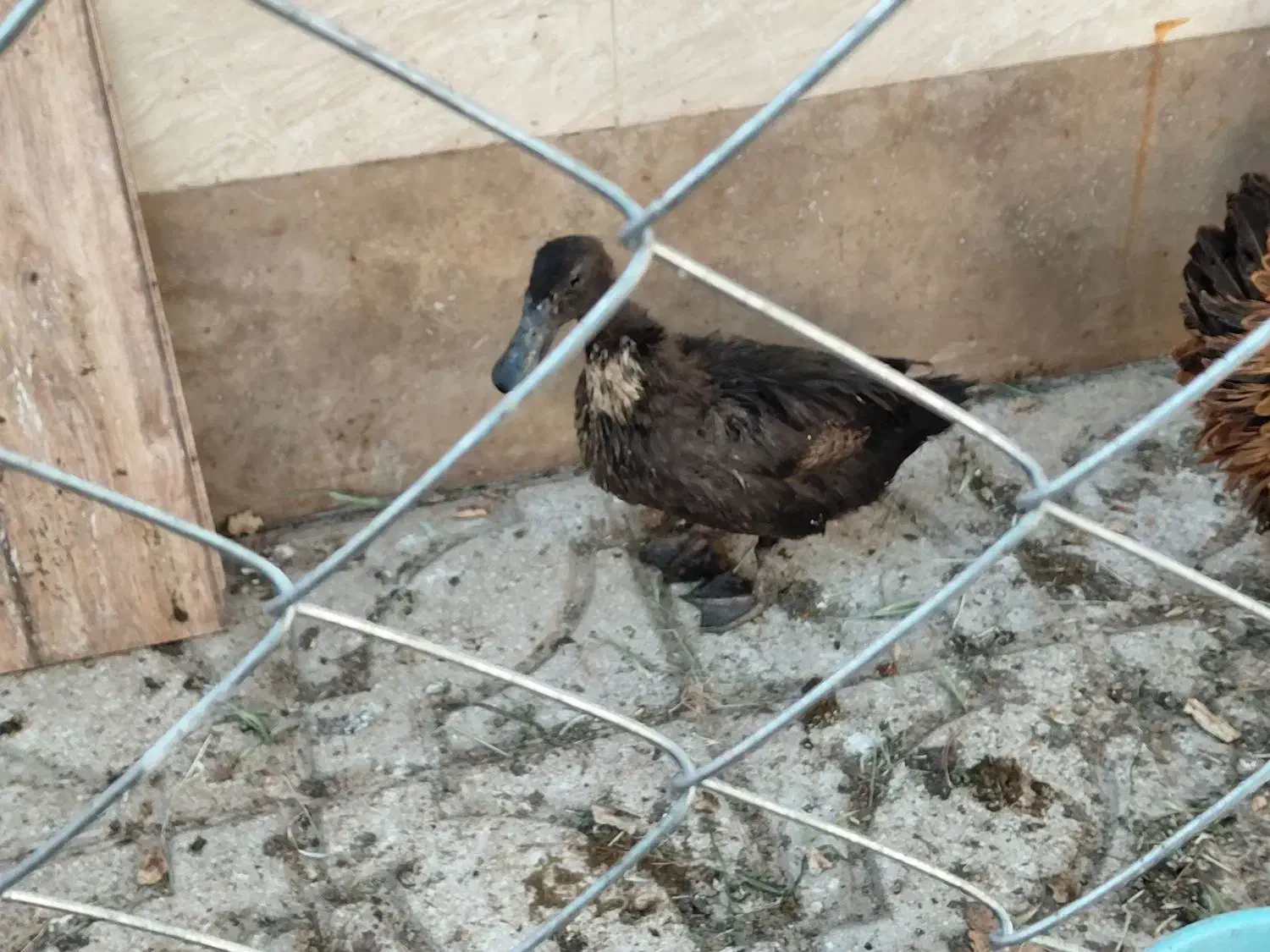 اردک|حیوانات مزرعه|گرمسار, |دیوار