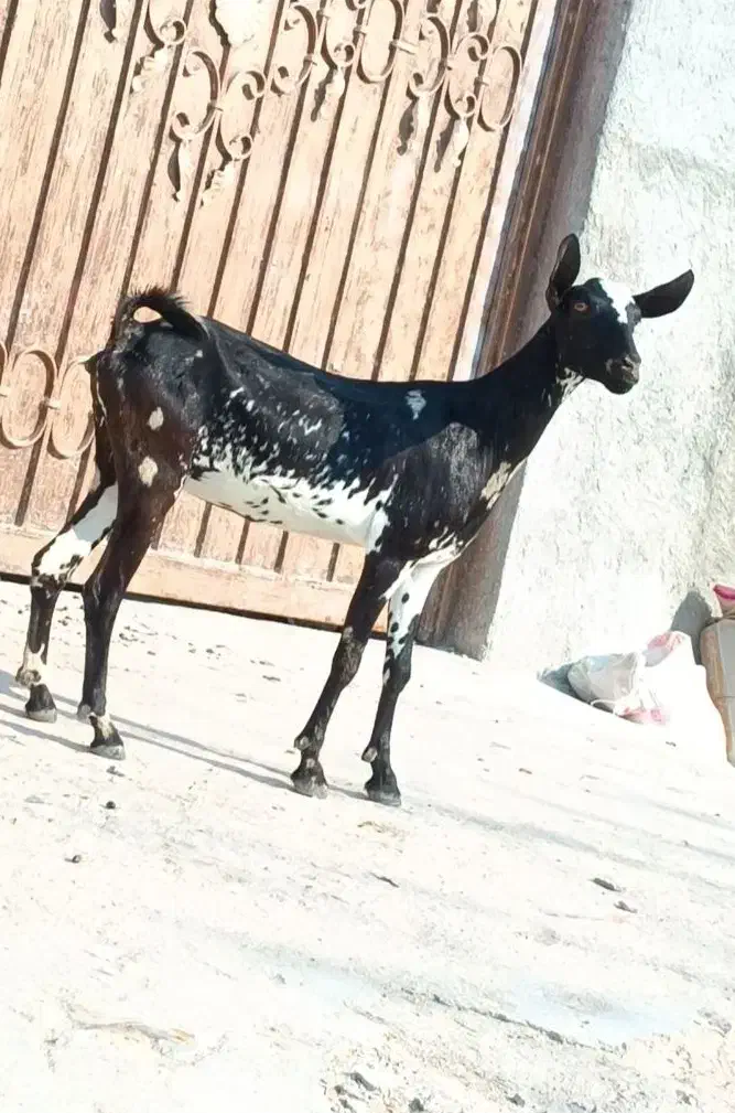 بز صلاله آبستن|حیوانات مزرعه|بندرعباس, |دیوار