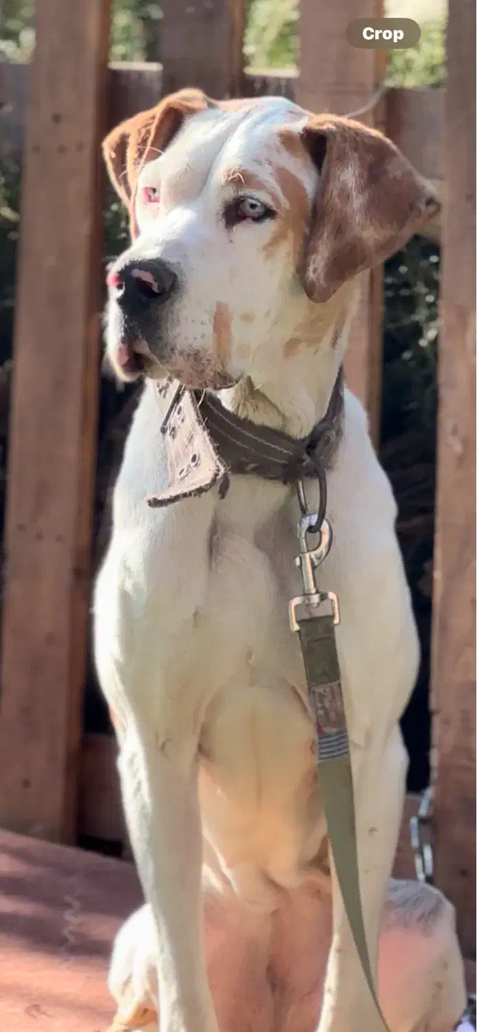 گریت دین سگ نگهبان چشم آبی|سگ|تهران, اختیاریه|دیوار