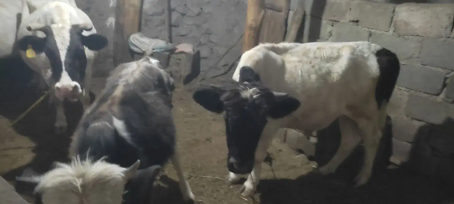 دو عدد گوساله نره دارم مناسب برای نگهداری|حیوانات مزرعه|عنبران, |دیوار