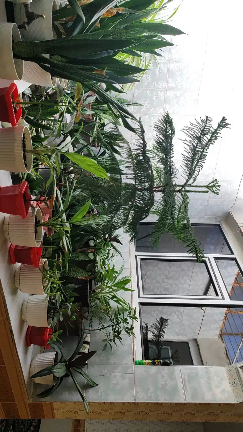 فروش گل های طبیعی و زیبا|گل و گیاه طبیعی|تاکستان, |دیوار