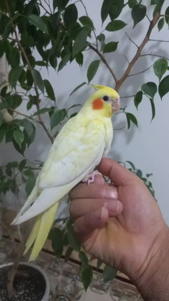 عروس هلندی|پرنده|سمنان, |دیوار