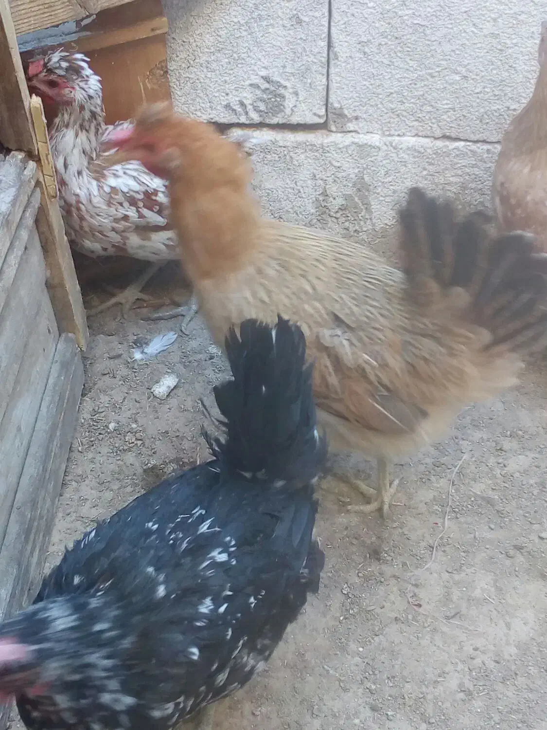 مرغ لری اصیل|حیوانات مزرعه|شهرضا, |دیوار