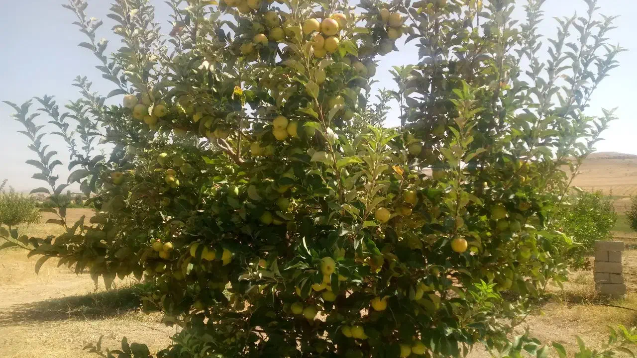 باغ 16 ساله مجوزدار جهاد در قرکند|فروش دفتر صنعتی، کشاورزی، تجاری|بوکان, |دیوار