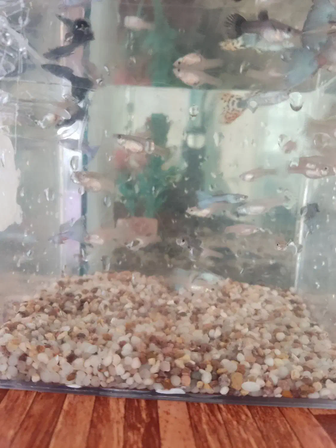 ماهی آکواریوم گوپی|ماهی|اهر, |دیوار