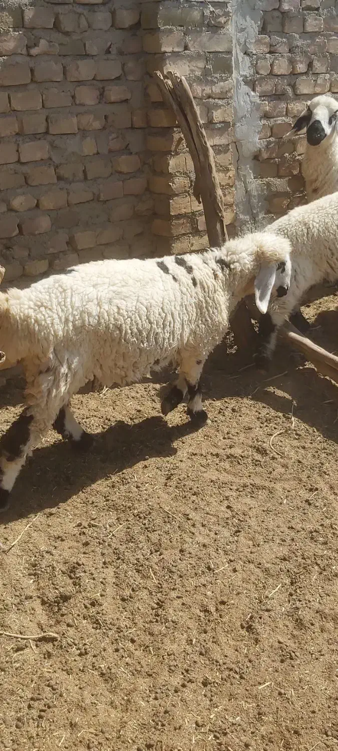 بره ماده سه قلو زا داشتی و گوشتی|حیوانات مزرعه|هیرمند, |دیوار