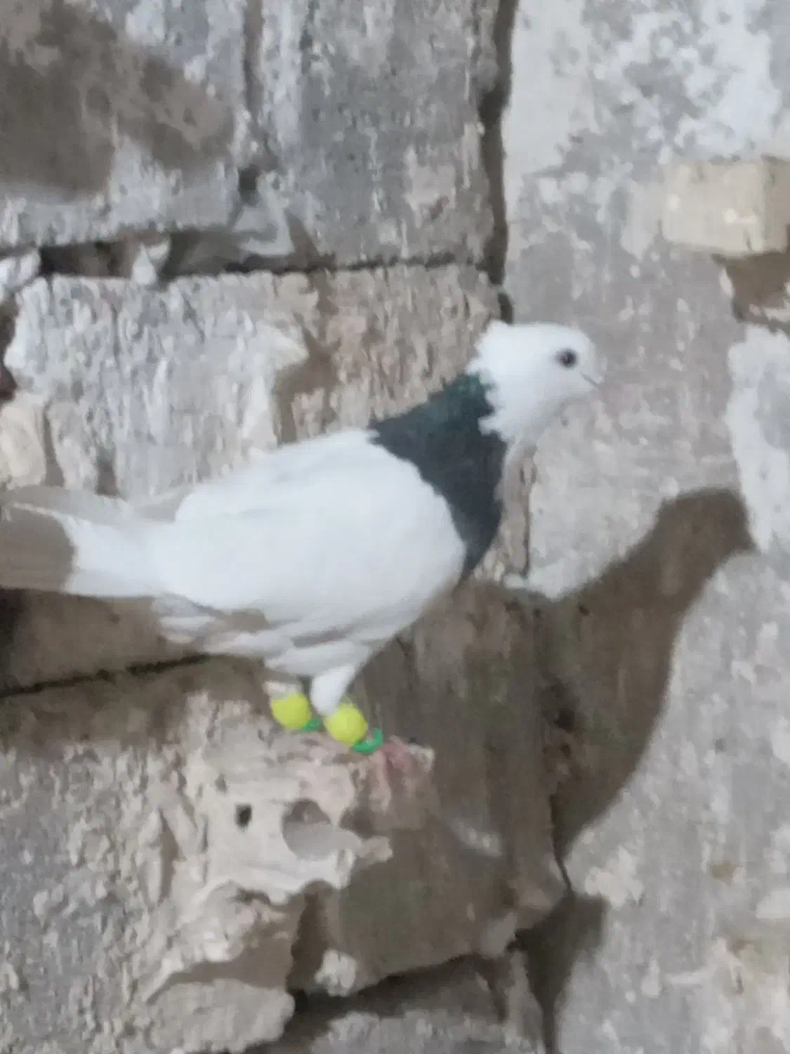 کبوتر رنگی|پرنده|اهواز, ۳۰ متری|دیوار