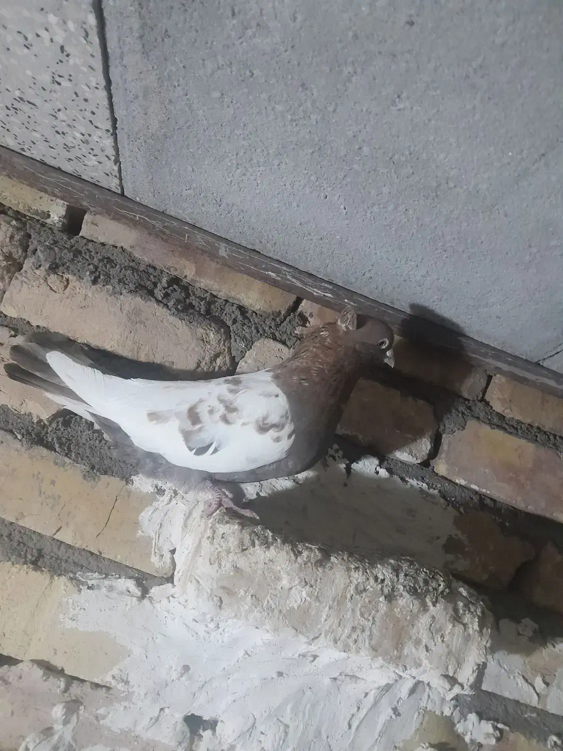 فروش|پرنده|بوئین زهرا, |دیوار