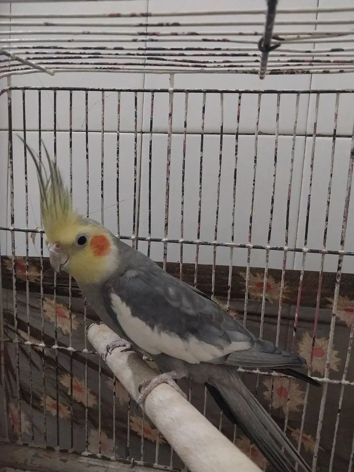 عروس هلندی و قناری|پرنده|اراک, |دیوار