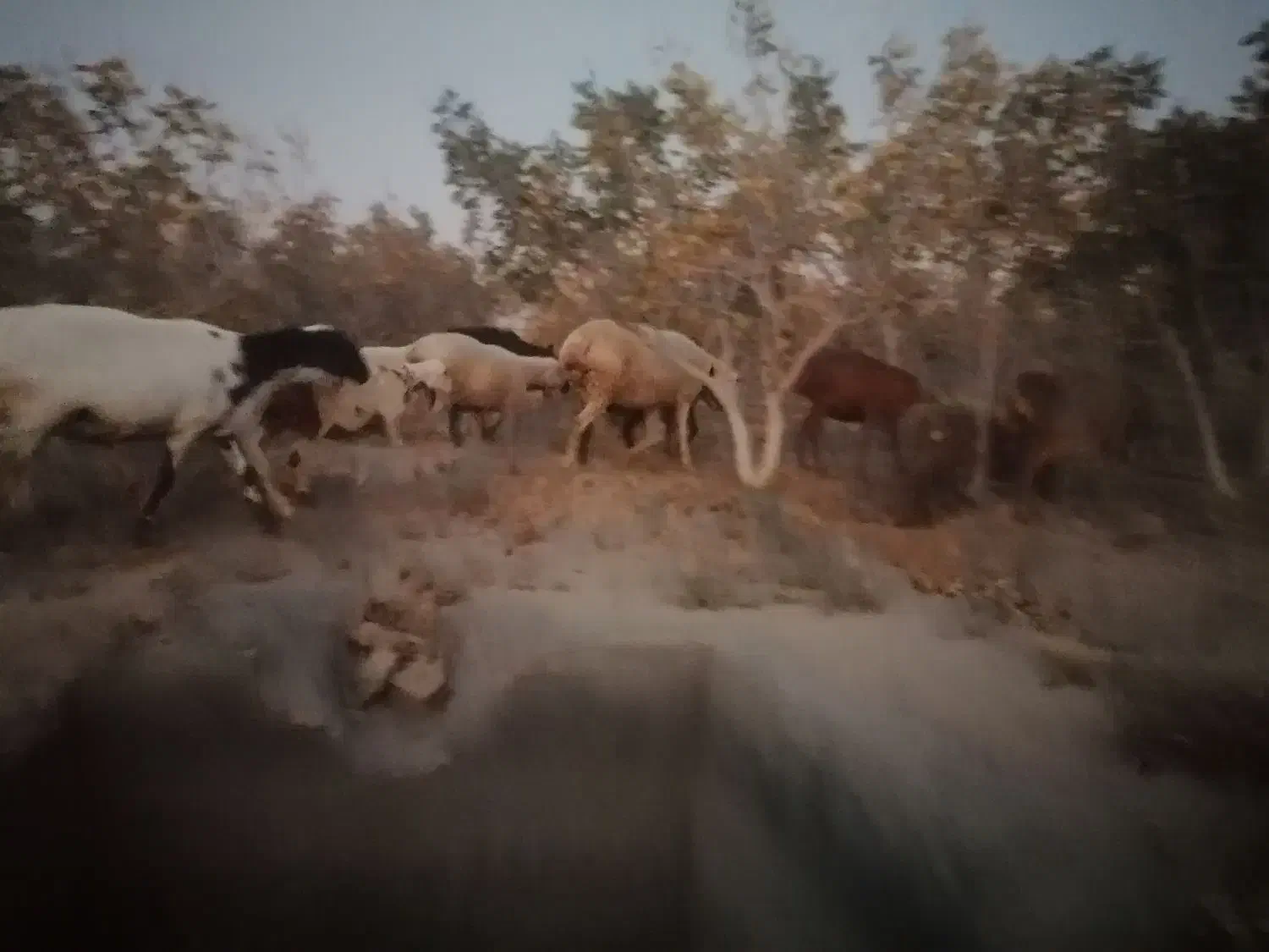 15راس میش چینی آبستن|حیوانات مزرعه|شهرآباد, |دیوار