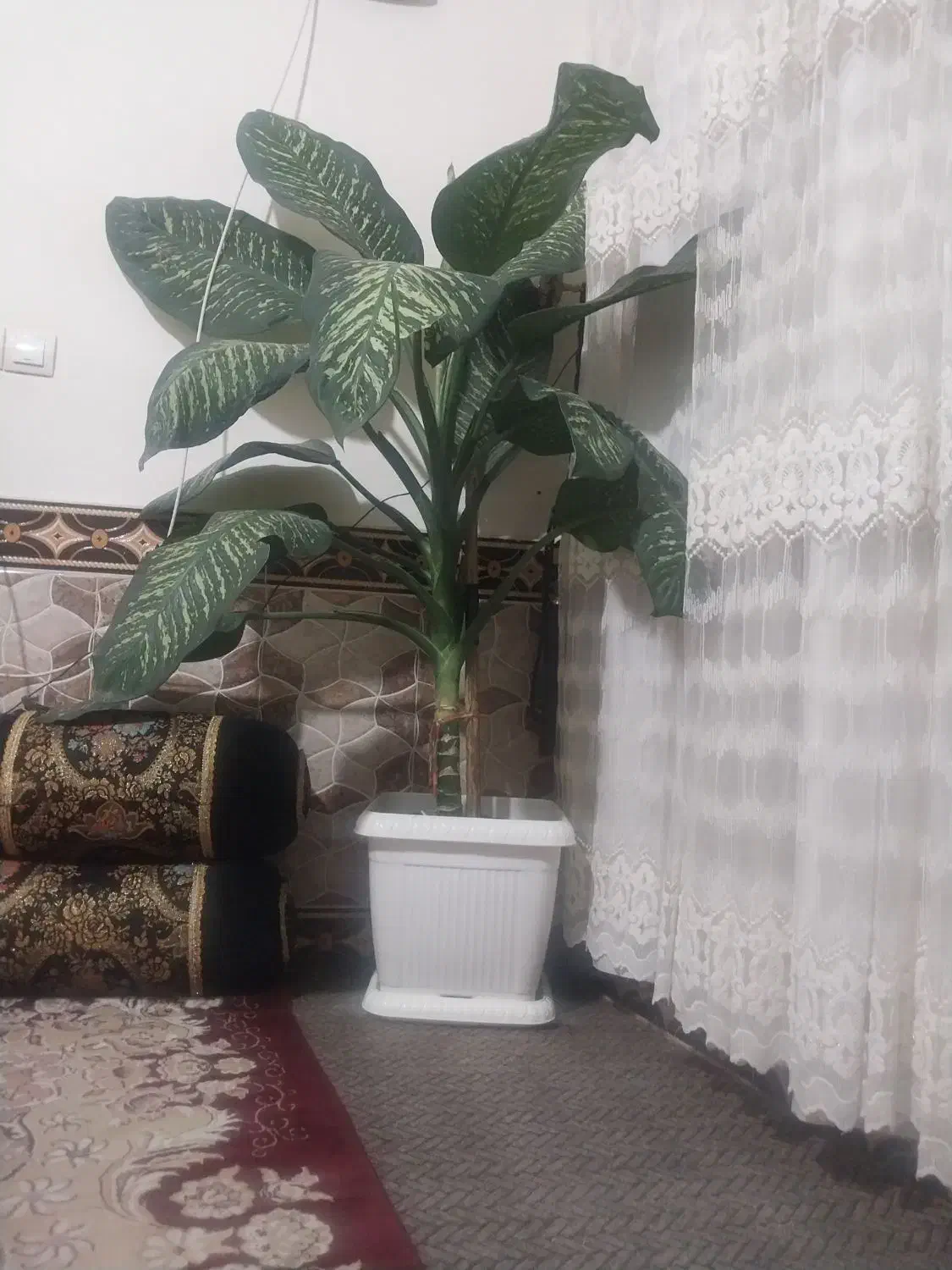 گل خانگی|گل و گیاه طبیعی|یاسوج, |دیوار