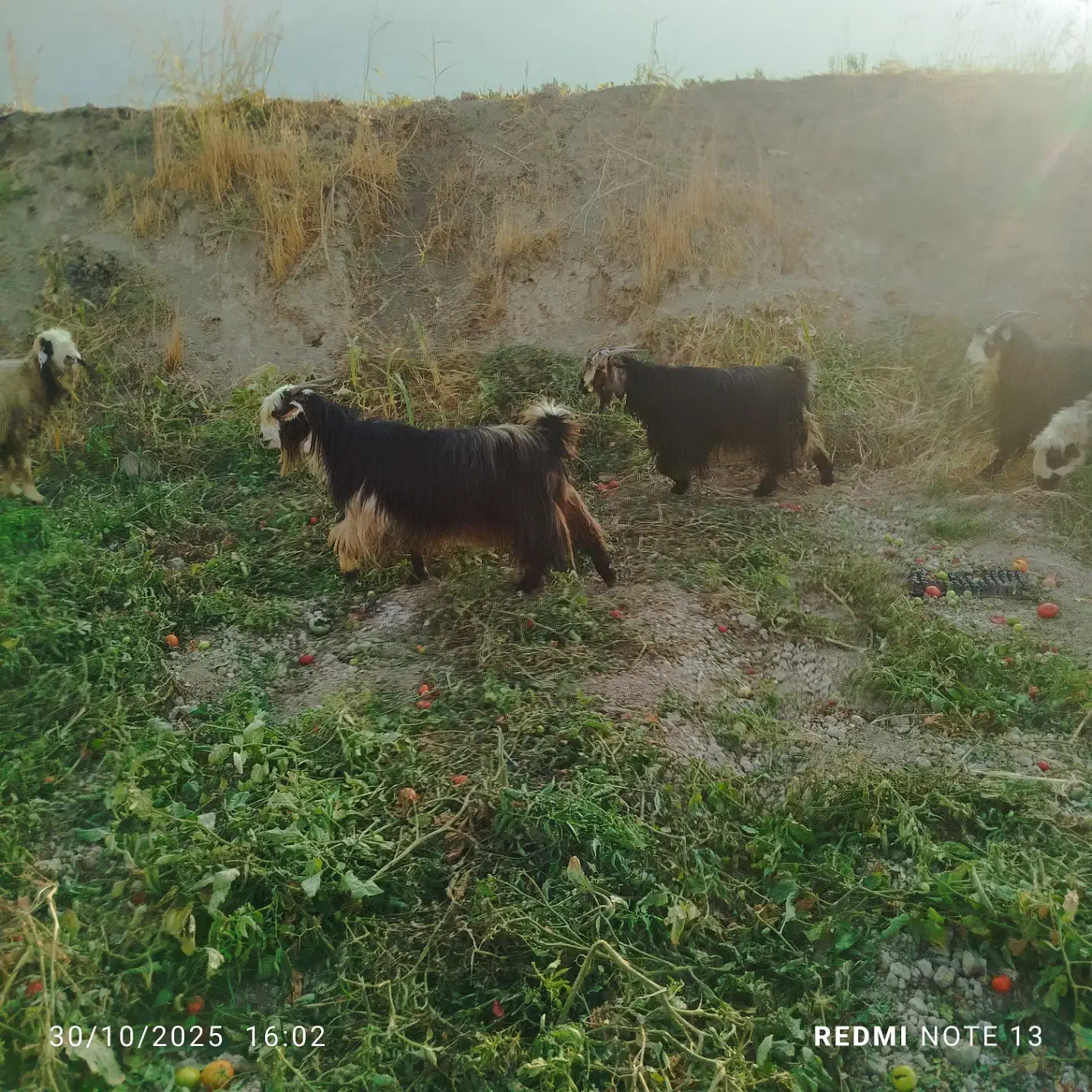 45راس بز درجه یک برای داشت|حیوانات مزرعه|درودزن, |دیوار