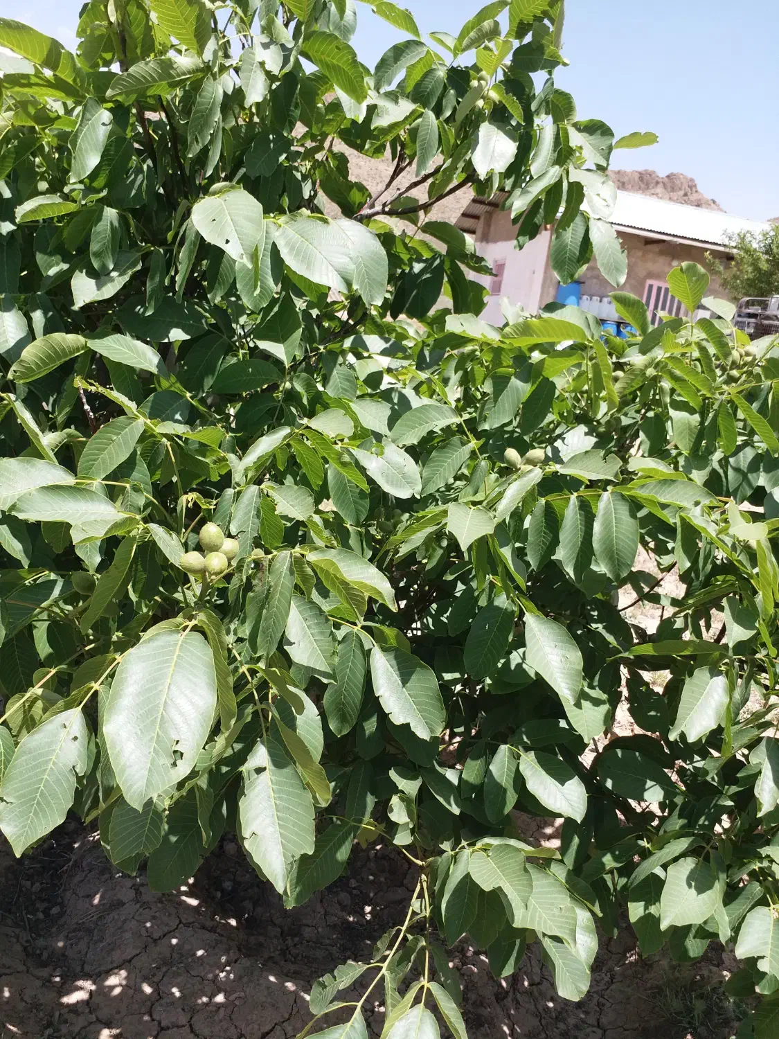 فروش یا معاوضه زمین کشاورزی|فروش دفتر صنعتی، کشاورزی، تجاری|دماوند, دماوند|دیوار