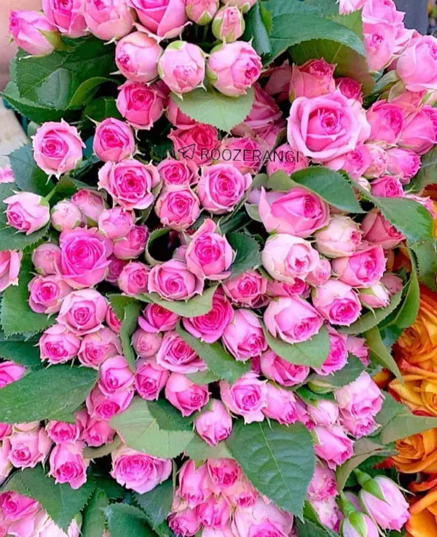 کارآموز حسابداری خانم|استخدام مالی، حسابداری، حقوقی|رباطکریم, رباطکریم|دیوار