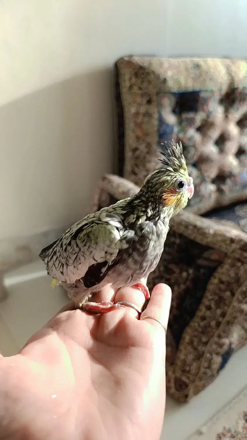 عروس هلندی|پرنده|محمدشهر, ولدآباد|دیوار