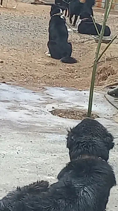 واگذاری سگ گله|سگ|بن, |دیوار