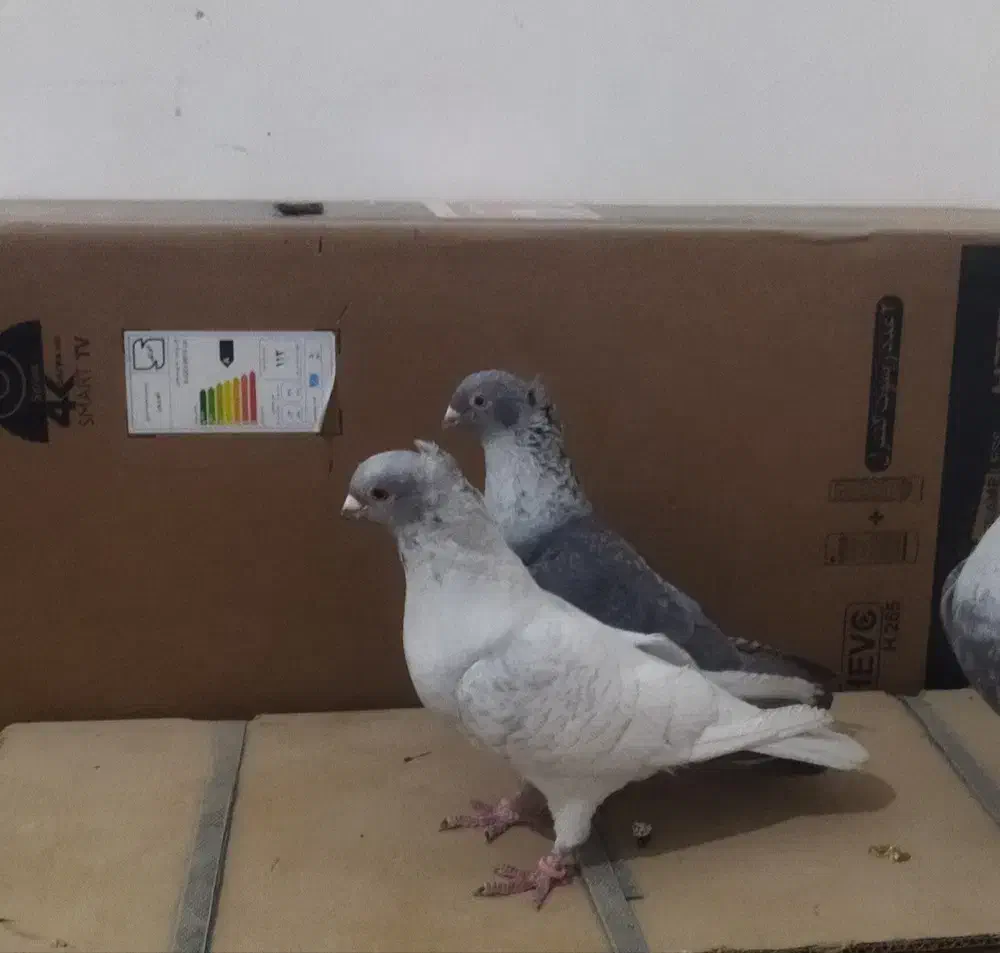 کبوترموشی|حیوانات|میانه, |دیوار