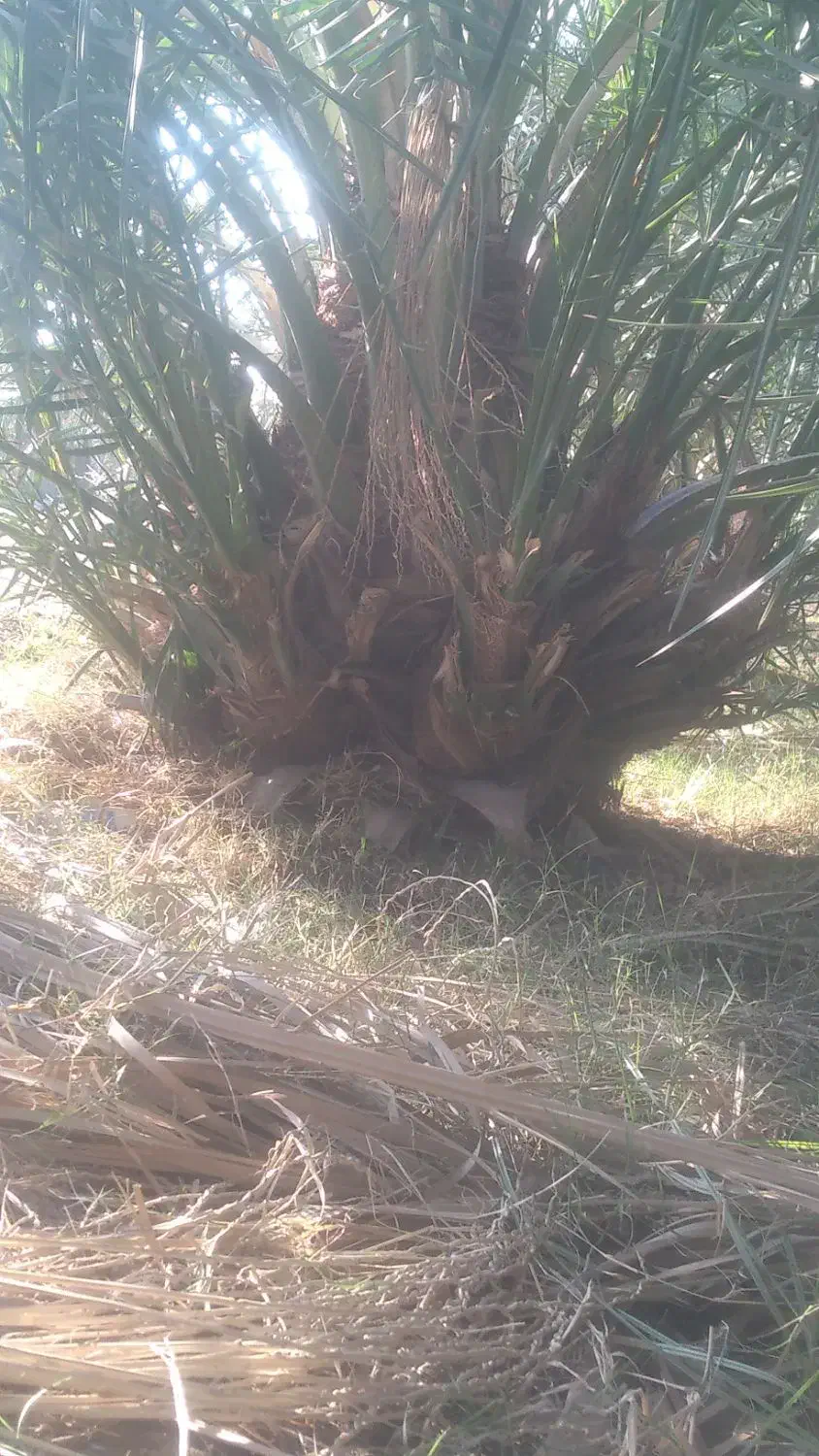 فسیل کلوته دونی ۴۰۰ تضمینی به شرط سبز شدن|خدمات باغبانی و درختکاری|کهنوج, |دیوار